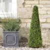 Boxwood Obelisk - 90cm